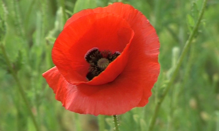 Reproduction d'une plante à graines - Le Coquelicot - 3mn 36s